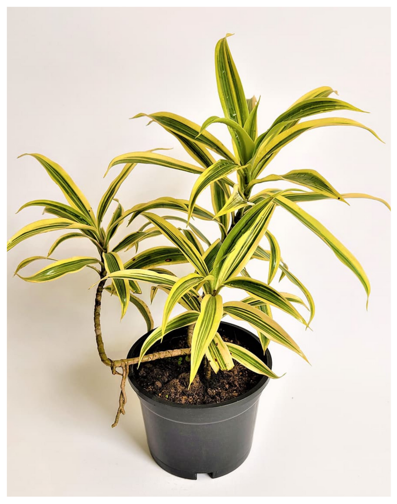 udanta-dracaena-reflexa-indoor-plant