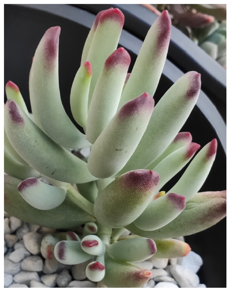 Plantogallery Cotyledon 'Happy Young Lady’ succulent plant