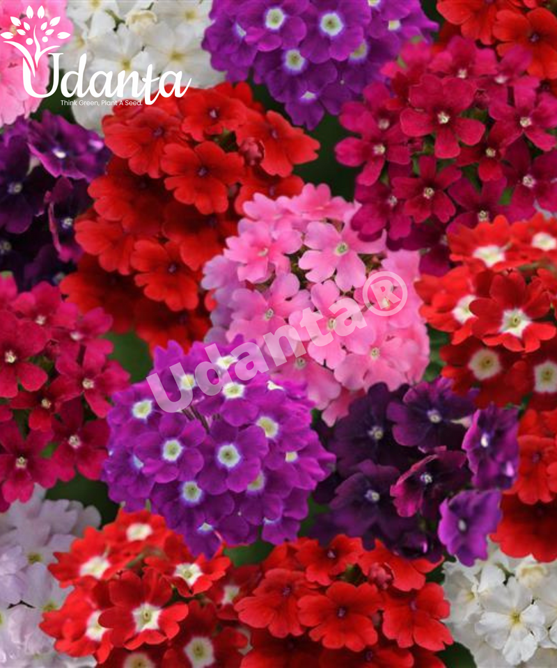 Plantogallery Verbena Mixed Hybrid Flower Seeds