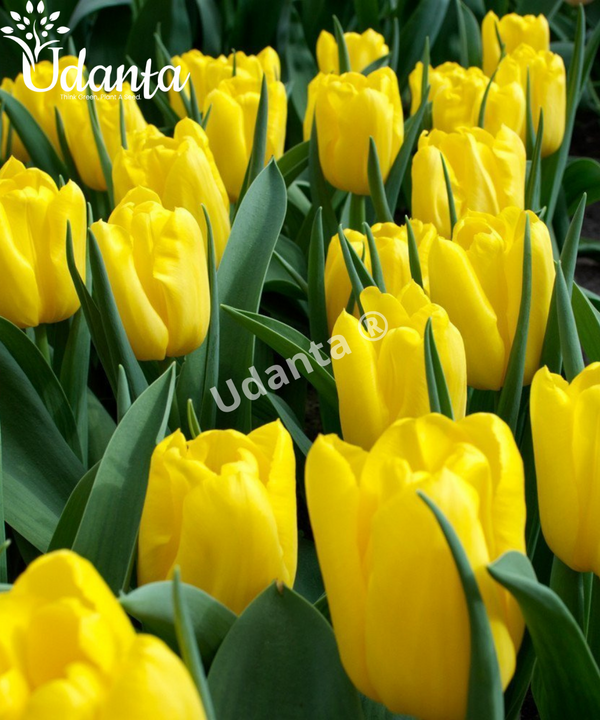 Plantogallery Tulip Yellow (Strong gold) flower bulbs pack of 10