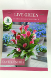 Calla Lily Zantedeschia "Captain Cheerio" Imported Bulbs - Set of 2pcs (Light Pink) By Live Green