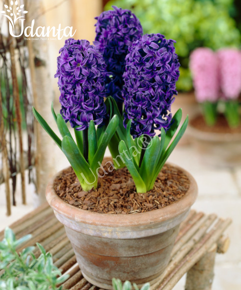 Hyacinth "Aida" Imported Flower Bulbs - Pack of 5 Bulbs By Plantogallery