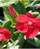 Plantogallery Vinca Red Hybrid Flower Seeds