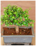 Plantogallery Jade Bonsai Formal Upright Style - Plant