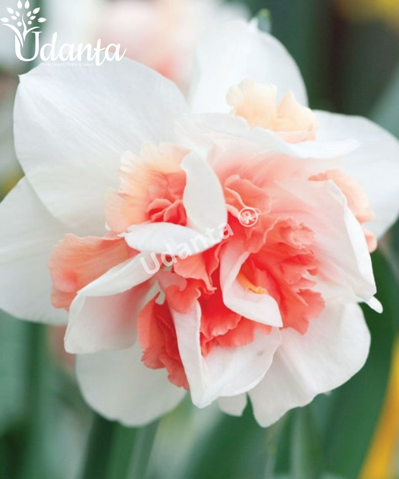 daffodil-imported-flower-bulb-udanta