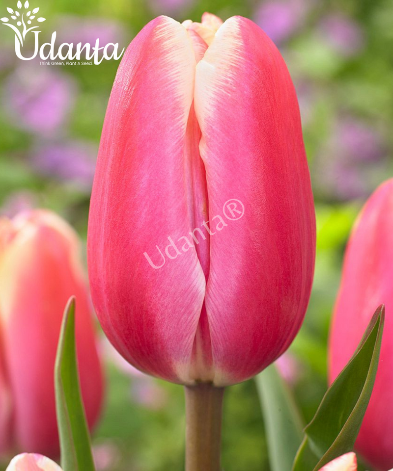 Tulip-pink-flower-bulb-plantogallery