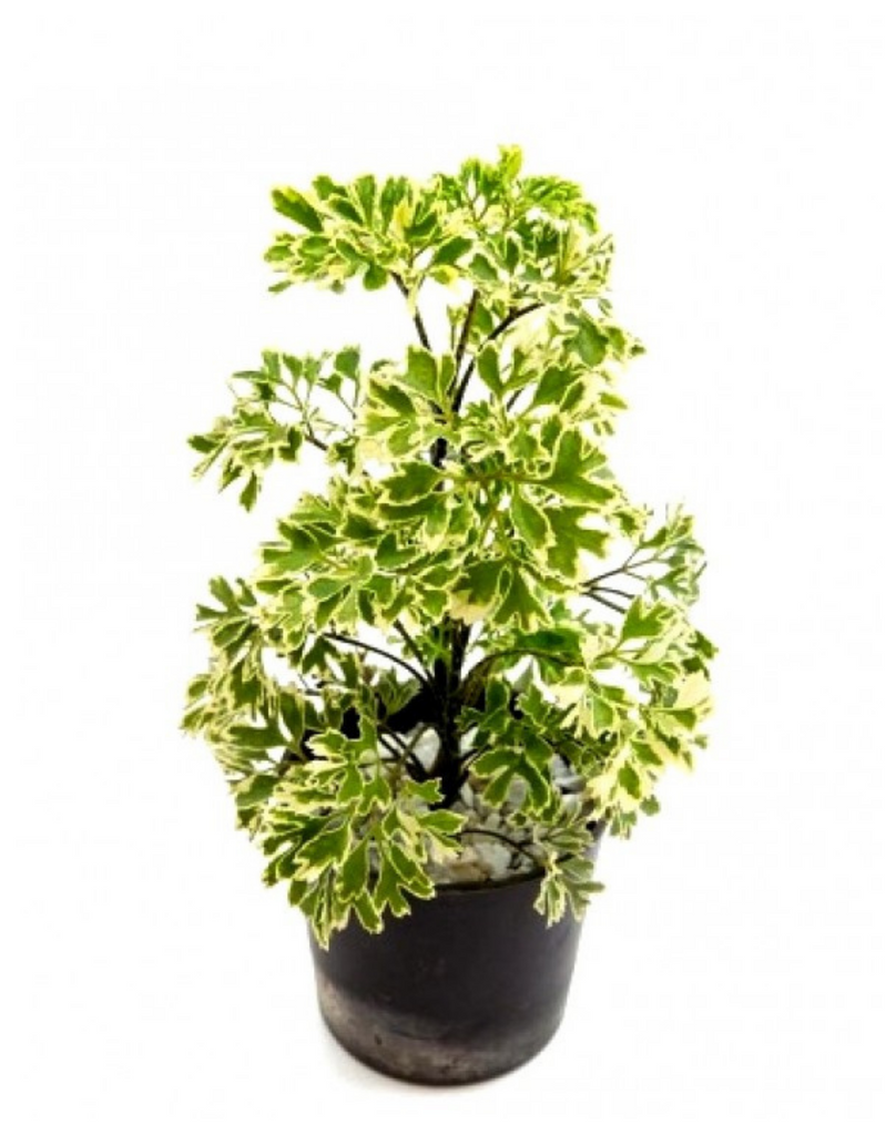 Aralia-Green-Miniature-for-Indoor-Plant-Udanta