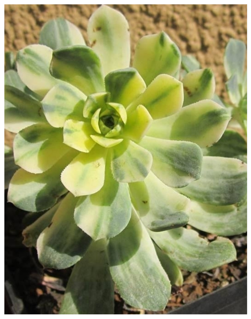 Plantogallery Aeonium castello-paivae variegata 'Suncup’ succulent plant