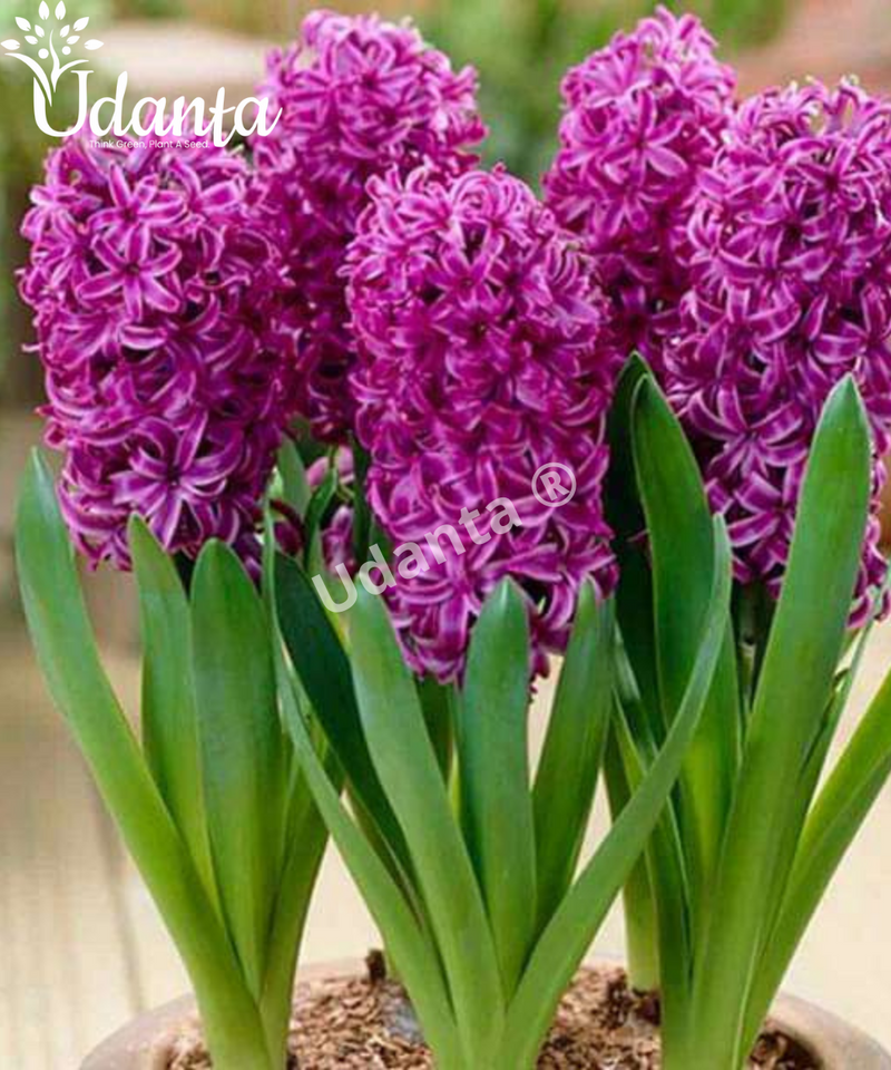 winter-flower-bulb-plantogallery-hyacinth
