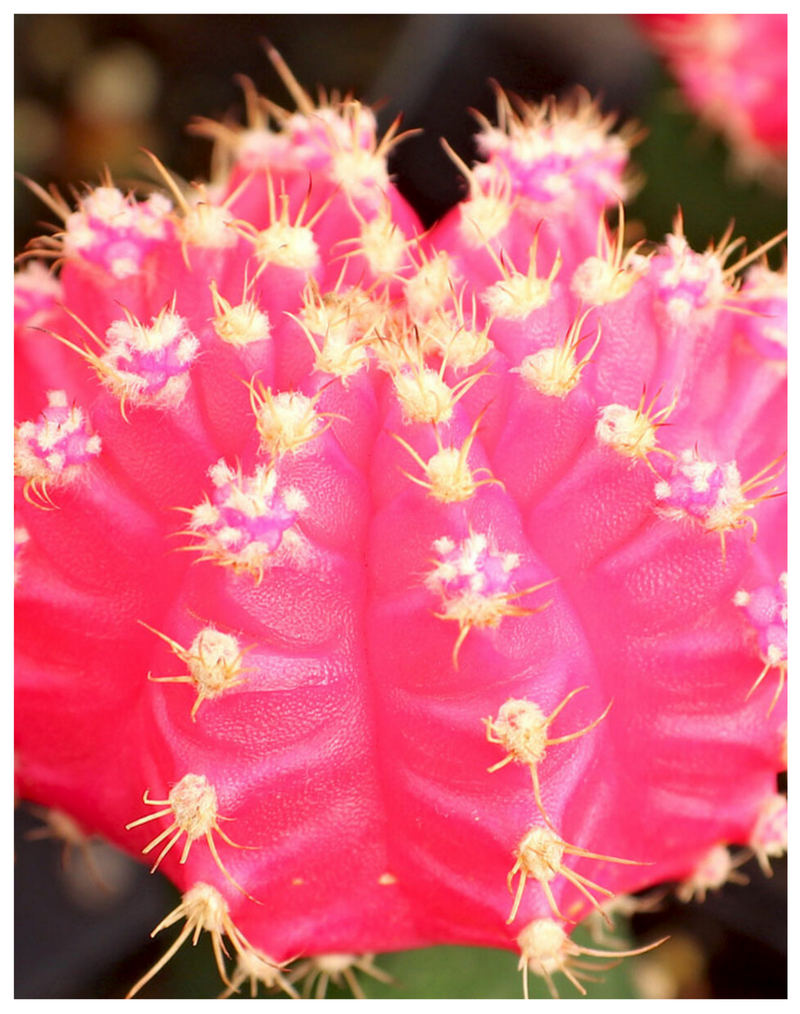 Plantogallery  Ruby ball cactus (red and pink ) flowering plant