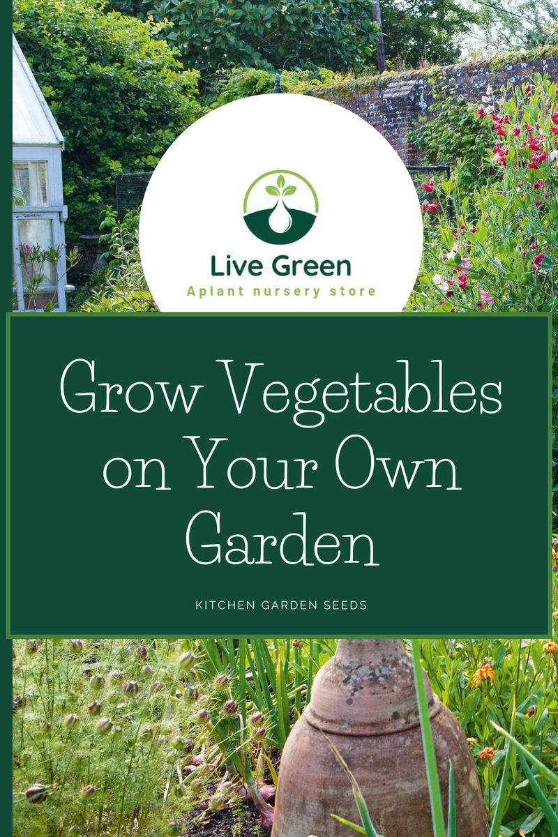Live Green Muskmelon - Kharbooja Vegetable Seeds - Pack of 30 Seeds (OP)