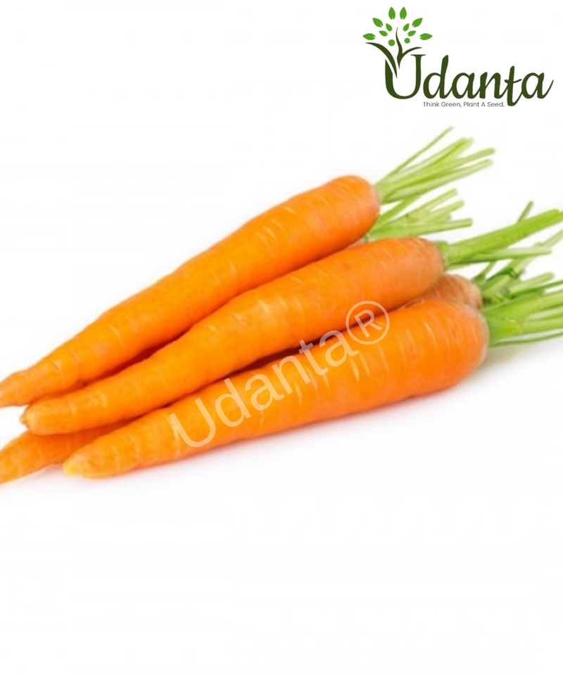 Plantogallery Carrot Orange Vegetable Seeds For Home Gardening