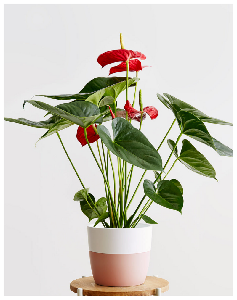 plantogallery-anthurium-plant-for-indoor-gardening