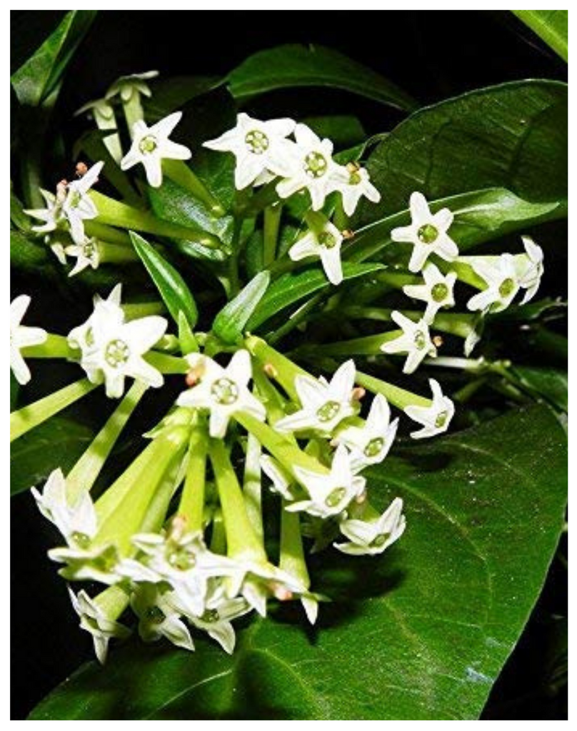 Plantogallery Raat Ki Rani/ Night-Blooming Jasmine Fragrance Flower Plant