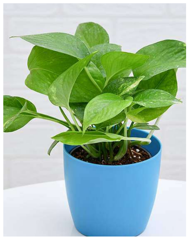 Plantogallery  Green Pothos Money Plant Best For Home