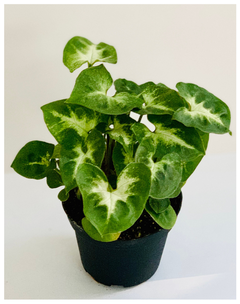 Plantogallery  Syngonium - Podophyllum Air Purifying Indoor Plants