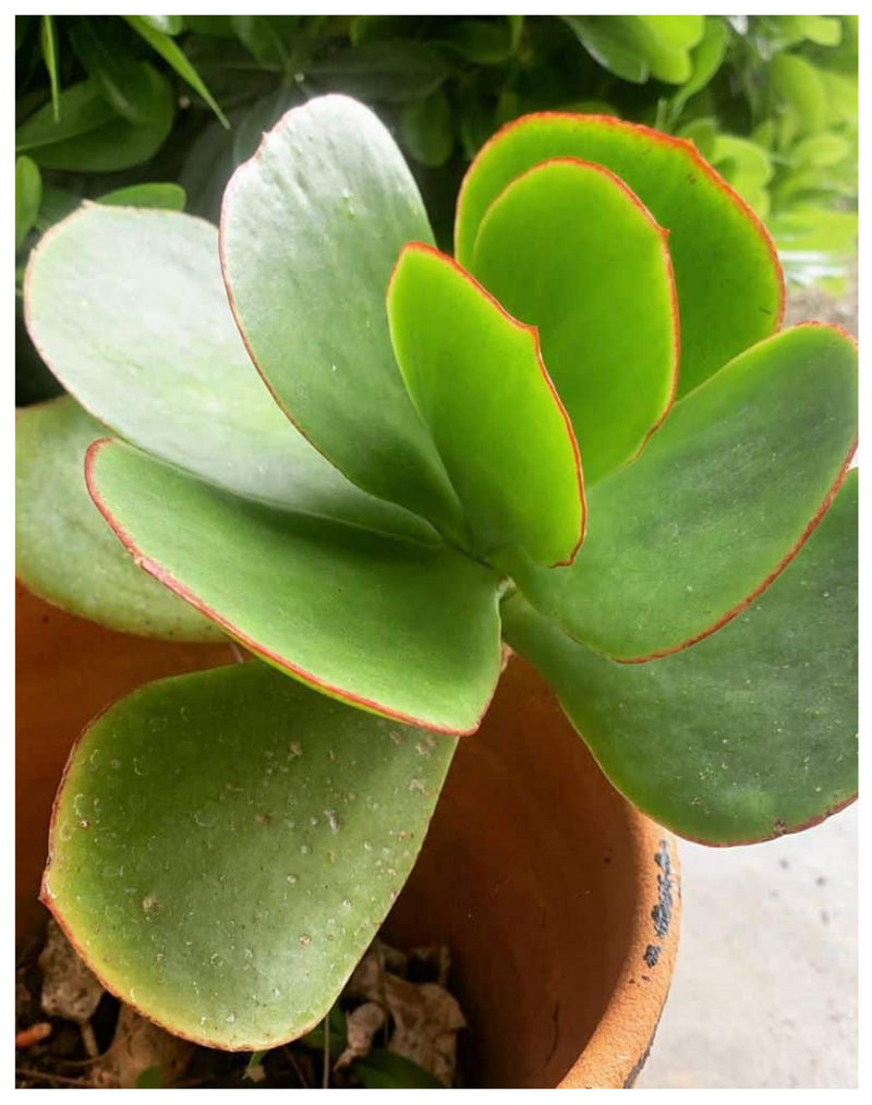 Plantogallery  cotyledon ( Pigs Ear) succulent plant
