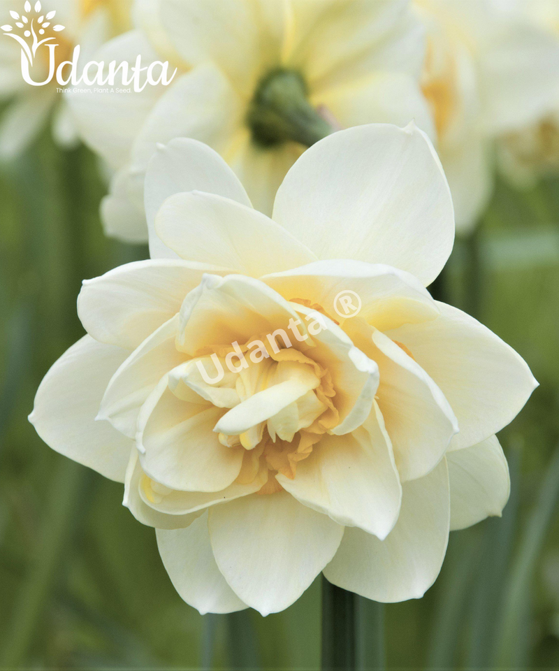daffodil-flower-bulb-plantogallery
