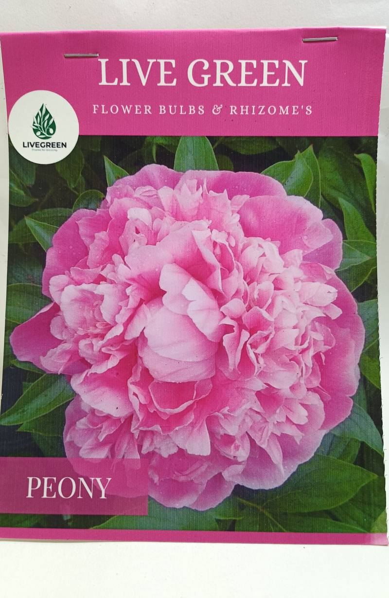 Peony "Sarah Bernhardt" Imported Bulbs - Set of 1pcs (Pink) By Live Green