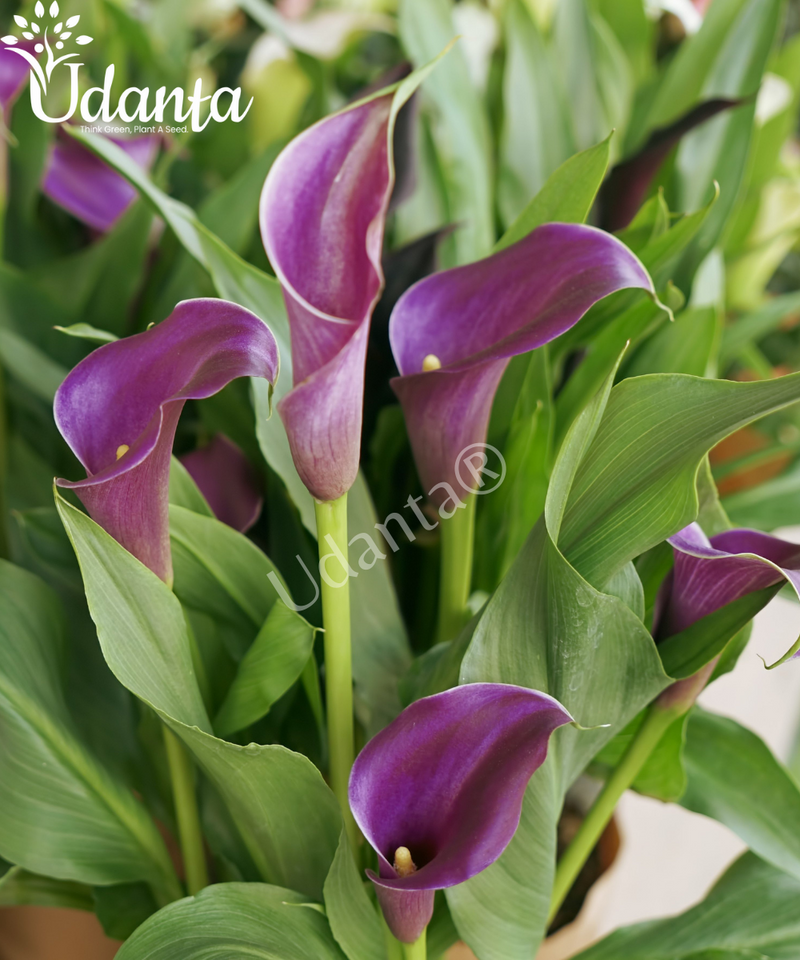 Plantogallery I Calla Lily Purple Flower Bulbs Pack Of 5 Bulbs