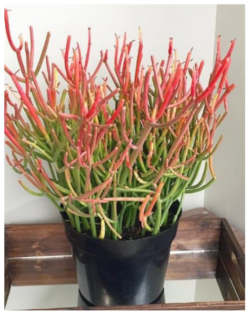 Plantogallery Sticks on fire (Euphorbia tirucalli) succulent plant