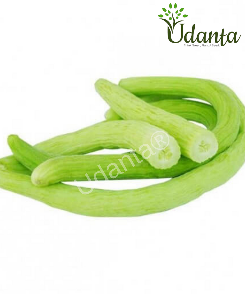 Plantogallery  Long Melon Vegetable Seeds For Home Gardening