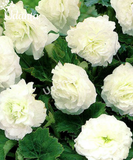 Plantogallery  Begonia White Exotic Important flower Bulbs For Home Gardening-(Pack of 5 Bulbs Double White)