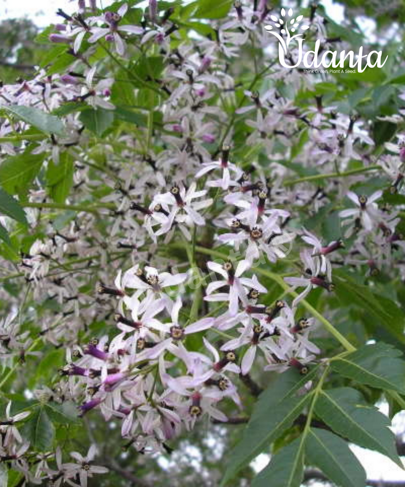 Plantogallery I Chinaberry - Bakain Plants Seeds