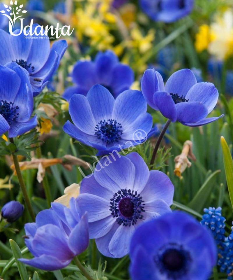 Plantogallery  I Anemone Imported Blue Colour Flower Bulbs Pack Of 5