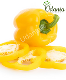 Plantogallery  I Capsicum Yellow Vegetable Seeds For Home Gardening