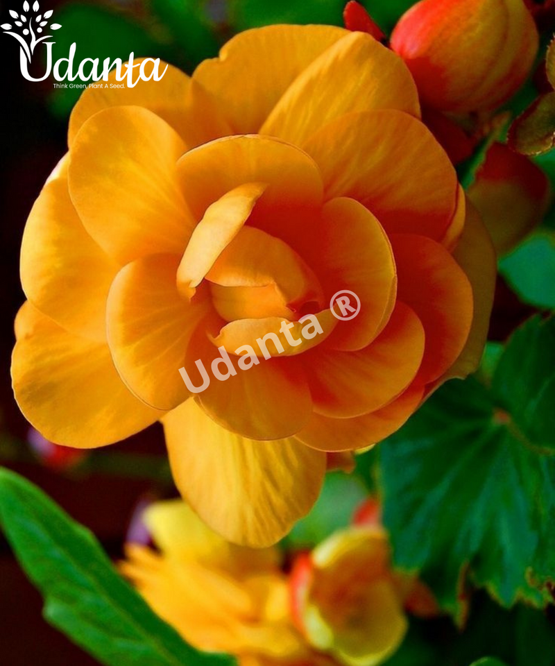 Plantogallery I Begonia Double Orange Exotic Flower Bulbs For Home Gardening (5 Bulbs Orange)