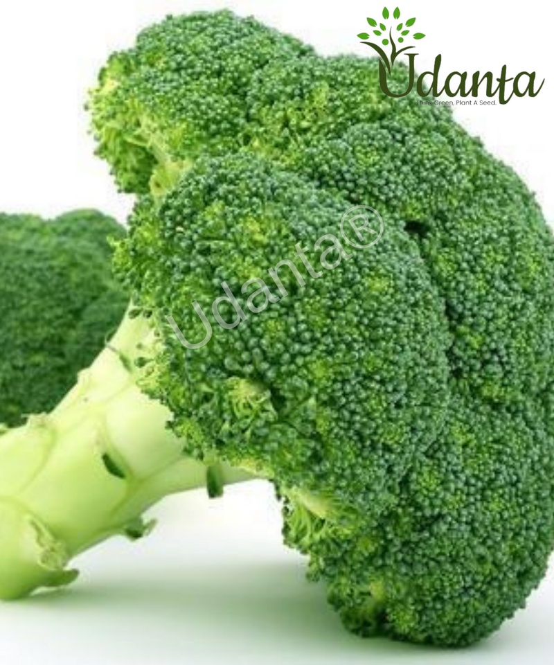Plantogallery Broccoli Vegetable Seeds For Home Gardening