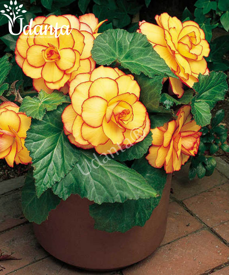 Begonia Double-Bicolor-Picoted-Exotic-Flower-Bulbs