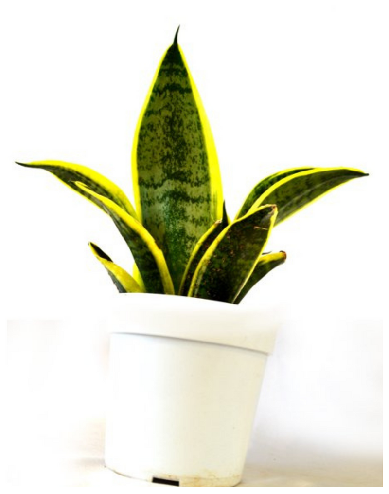Plantogallery Snake Plant Lotus Yellow-Green Mother-in-Law's Tongue Indoor Plants