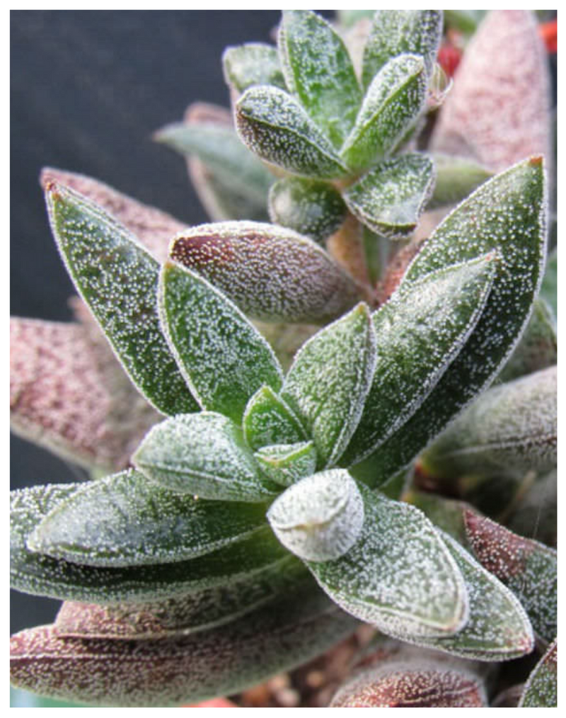 Plantogallery Crassula hybrid 'Justus Corderoy’ succulent plant