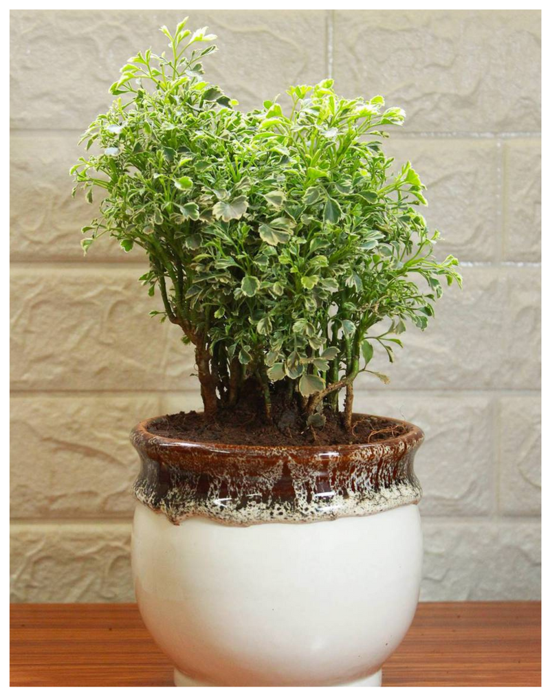 Polyscias-Fruticosa-Variegata-Aralia-Variegated-Mini-Indoor-Plants-plantogallery