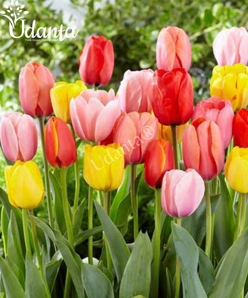 tulip-mixed-bulbs-of flower-by-plantogallery