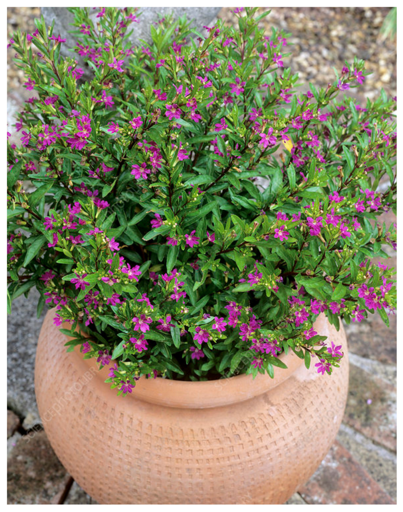 Plantogallery I Cuphea Flower Plant For All Season & Home Gardening