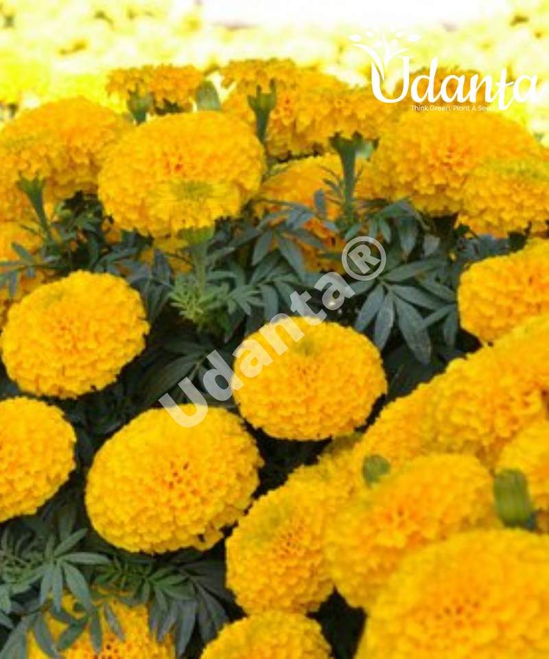 Plantogallery Marigold F1 Hybrid Yellow Color Flower Seeds