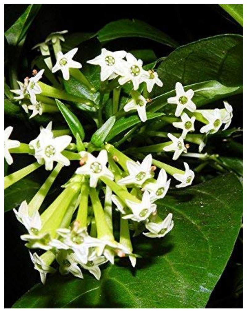 Plantogallery Night Queen - Rat Ki Rani Fragrance Flower Plant
