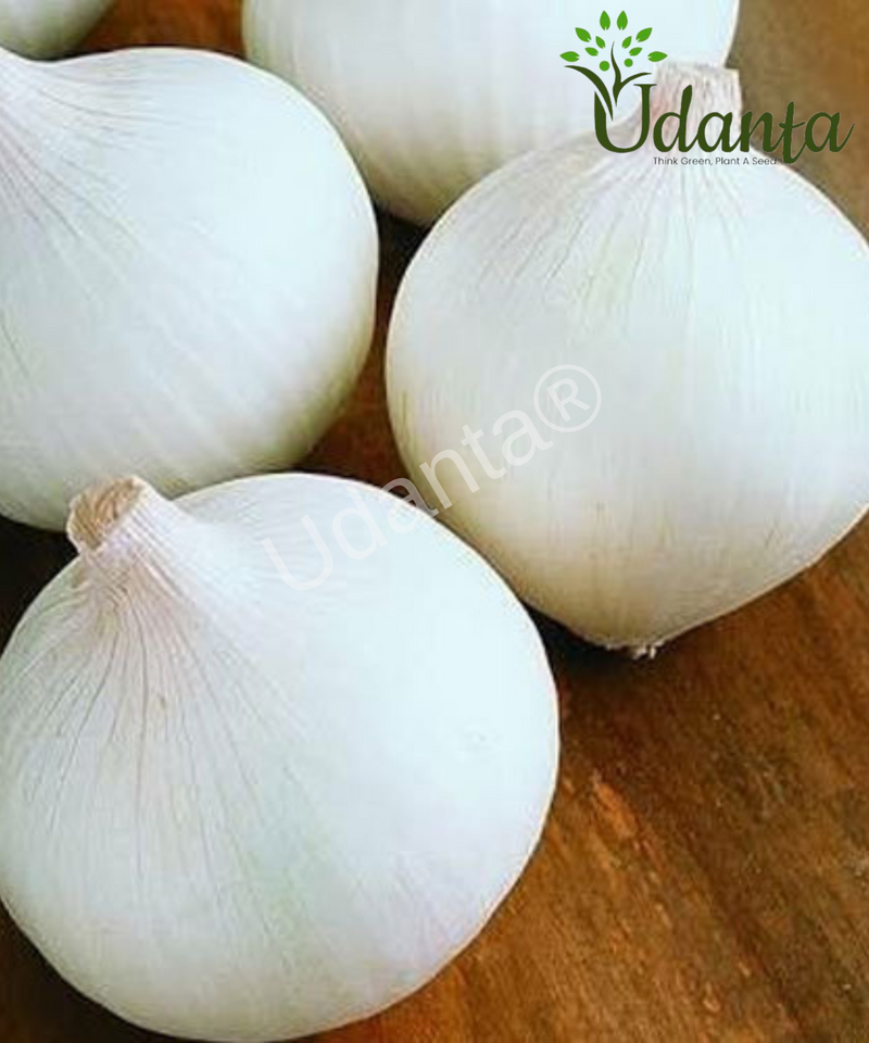 Plantogallery  Onion White Vegetable Seeds For Home Gardening