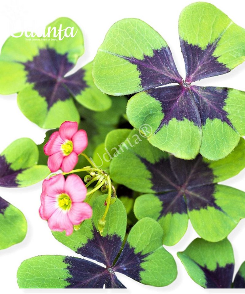 Plantogallery Oxalis iron cross imported and hybrid  bulbs pack of 5