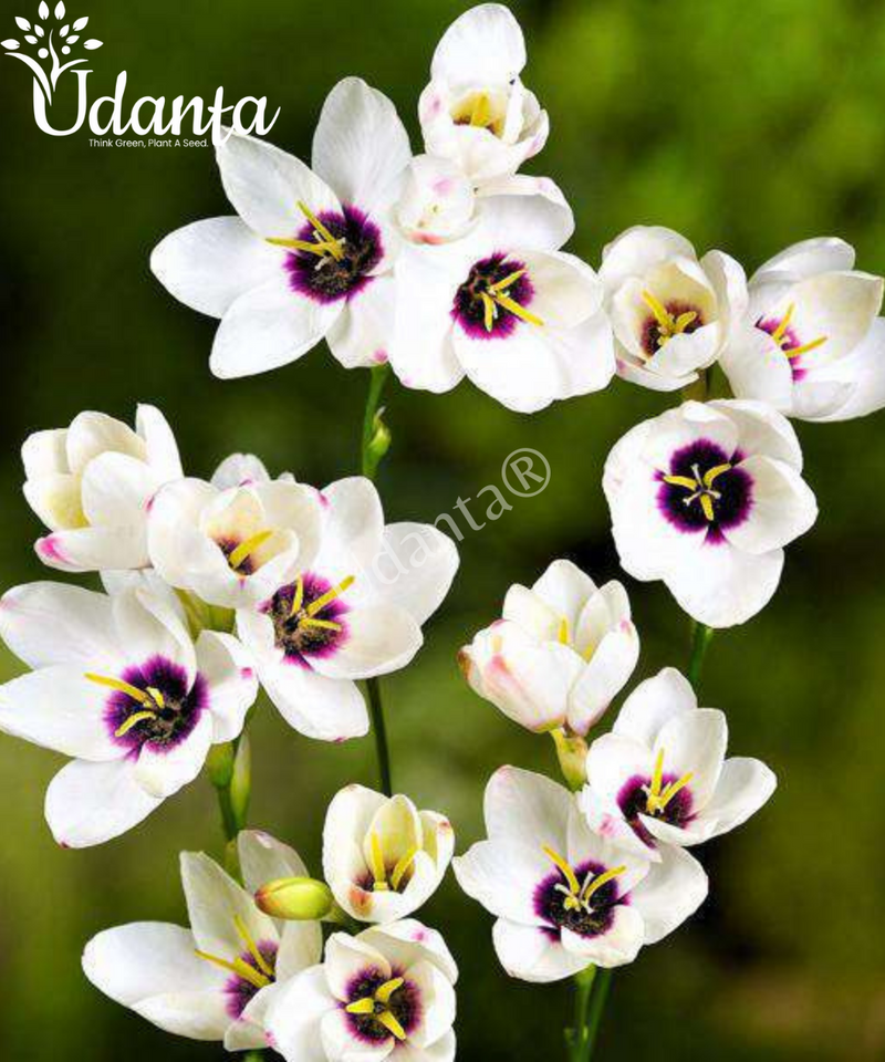 ixia-flower-bulb-plantogallery-white-colour
