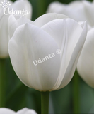 plantogallery-white-tulip-flower-bulbs-