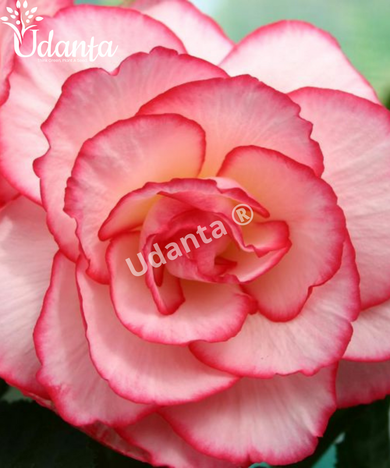 Plantogallery I Begonia White-Pink Exotic Important flower Bulbs For Home Gardening-(Pack of 5 Bulbs Double Pink-White)