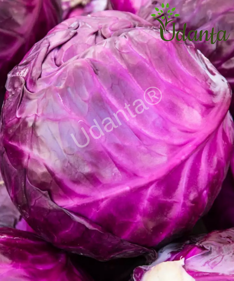 Plantogallery Red Cabbage Vegetable Seeds For Home Gardening