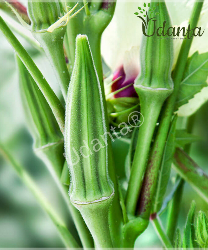 Plantogallery Okra Harsit Vegetable Seeds For Home Gardening