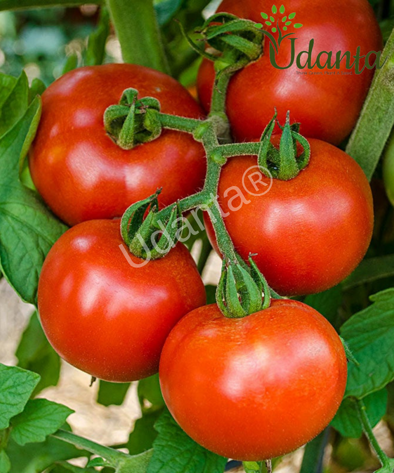 Plantogallery Tomato Sona Himani Vegetable Seeds For Home Gardening
