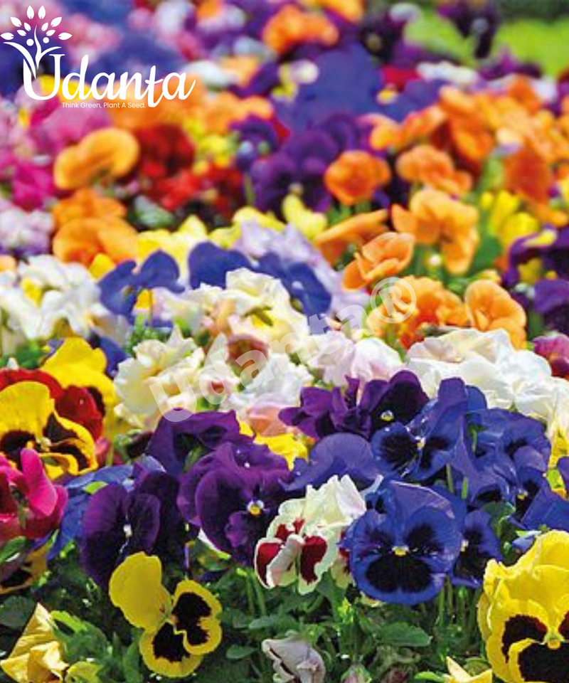 Plantogallery Pansy Mixed Hybrid Flower Seeds
