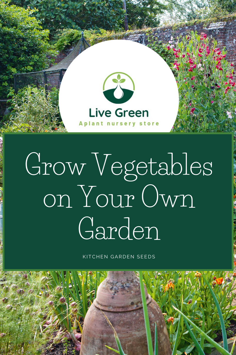 Live Green Brinjal Green Round Vegetable Seeds - Pack of 30 Seeds (OP)